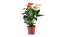 أنتوريم مختلط
