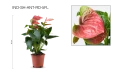 أنتوريم مختلط