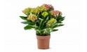 نبات هايدرنجيا مختلط