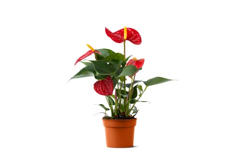 أنتوريوم مختلط 