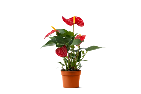 Anthurium mixed in ShowHoes