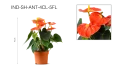 أنتوريوم مختلط 