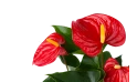 أنتوريوم مختلط 