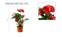 أنتوريوم مختلط 