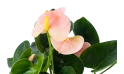 أنتوريوم مختلط 