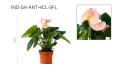 أنتوريوم مختلط 