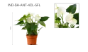أنتوريوم مختلط 