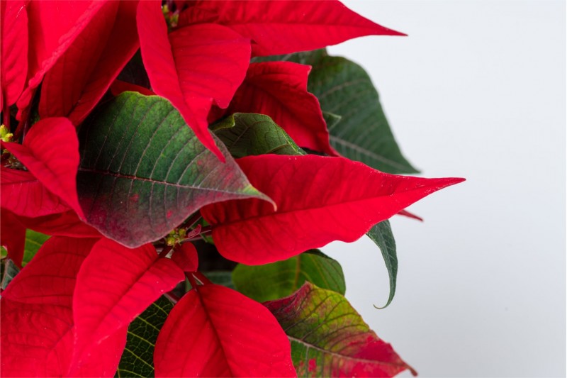 بنت القنصل - فربيون