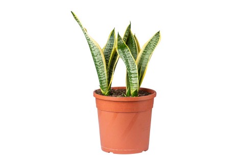 سانسفيريا سوبربا 