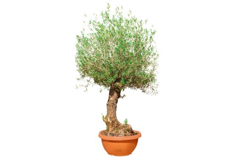 زيتون معمر (أوليا يوروبيا بونساي)