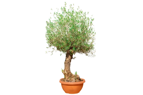 زيتون معمر (أوليا يوروبيا بونساي)