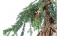 أروكاريا متغايرة الأوراق