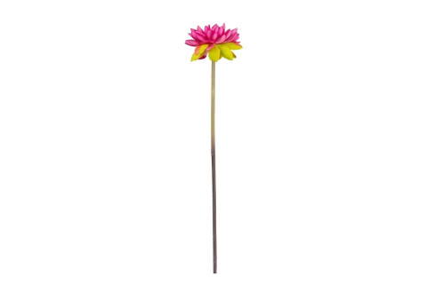 Lotus Flower 