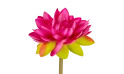 زهرة اللوتس 