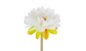 زهرة اللوتس 