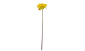 زهرة اللوتس 