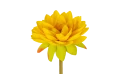 زهرة اللوتس 