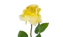 زهرة الجوري الاصطناعية 
