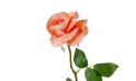 زهرة الجوري الاصطناعية 