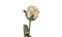 زهرة الجوري  