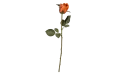 زهرة الجوري  