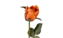 زهرة الجوري  