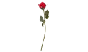 زهرة الجوري  