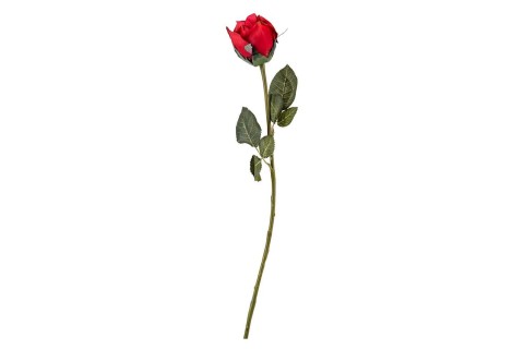 زهرة الجوري  