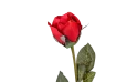 زهرة الجوري  
