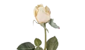 زهرة الجوري  