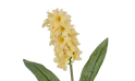 نبات الهياسنت الاصطناعية 