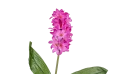 نبات الهياسنت الاصطناعية 