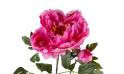 زهرة الفاوانيا الصناعية 