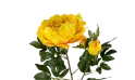 زهرة الفاوانيا الصناعية 