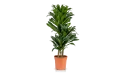 دراسينا كومباكتا