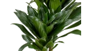 دراسينا كومباكتا