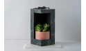 Gift- Sansevieria Potted Plant