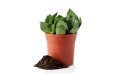 Gift- Sansevieria Potted Plant