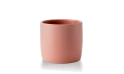 Gift- Sansevieria Potted Plant