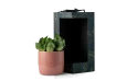 Gift- Sansevieria Potted Plant