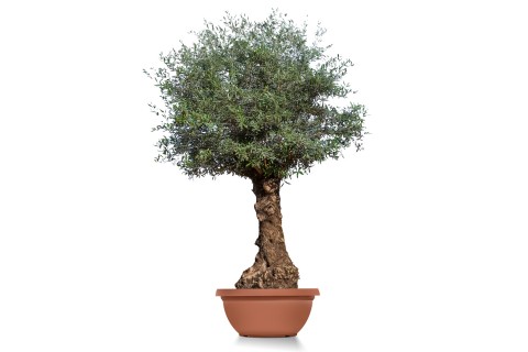 شجرة زيتون معمرة (أوليا يوروبيا بونساي)  