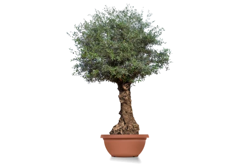 Olive Tree - Olea Europaea Bonsai-Terracotta 160L