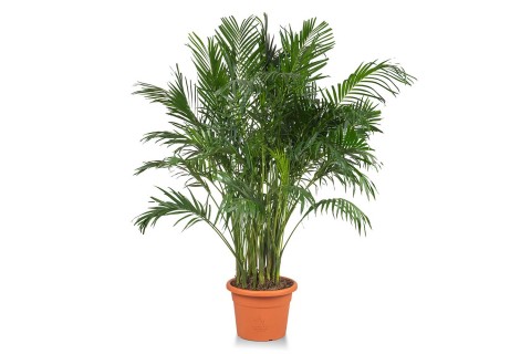 أريكا 40 سم - 1.7 متر 