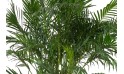 أريكا 40 سم - 1.7 متر 