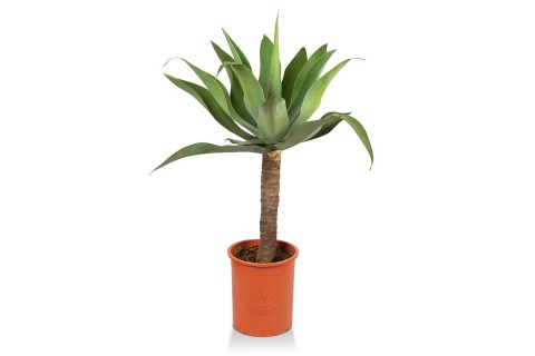 اجاف أتنواتا (سيكلوك)