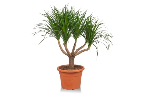 دراسينا دراكو