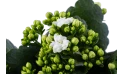  نبات الكلانشو مختلط 6 ألوان