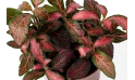 Fittonia Mixed 3 Colours Small Leafs