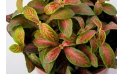 Fittonia Mixed 3 Colours Small Leafs