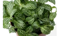 Fittonia Mixed 3 Colours Small Leafs